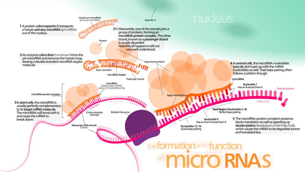 causes biologiques vieillissement longévité étude