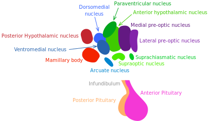 causes biologiques vieillissement longévité étude