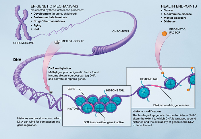 causes biologiques vieillissement espérance de vie humaine épigénétique adn