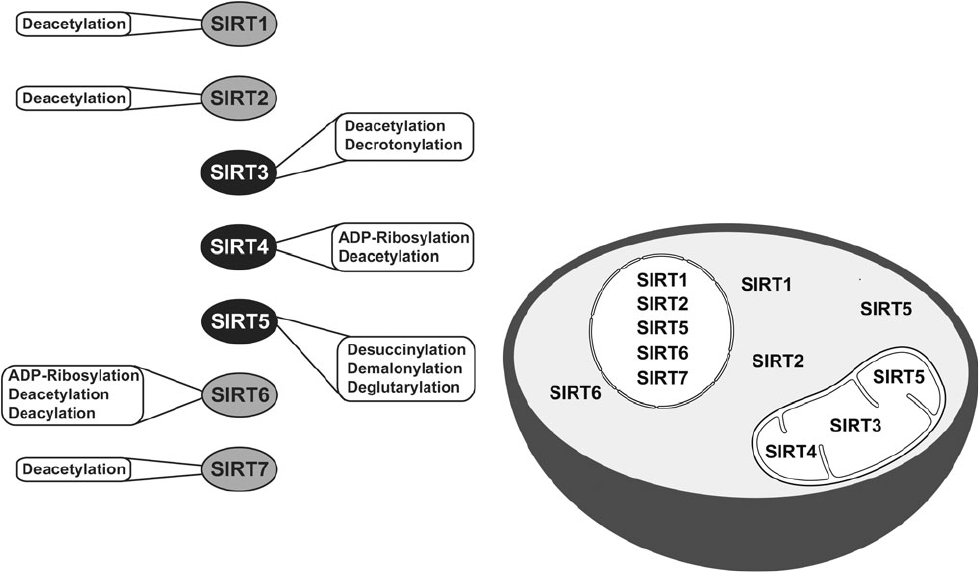 causes biologiques vieillissement durée de vie humaine étude surtuines adn protéines