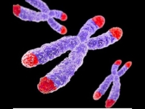 causes biologiques du vieillissement longévité espérance de vie humaine