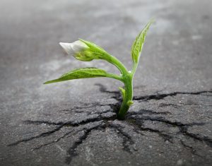 sprout longevity