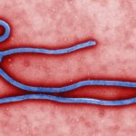 ebola-virus-at-the-microscope