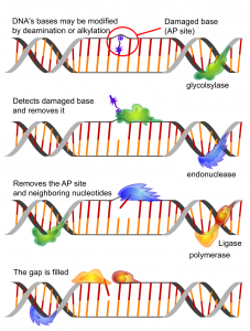 microfluidic-molecular-machines-for-dna-repair-the-dnarepairman-project-2