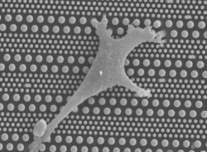 pillarcell-microfluidic-system-for-stem-cell-differentiation-300x239_pillarcell_microfluidic