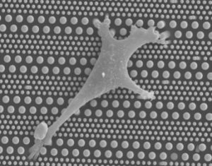 pillarcell-microfluidic-system-for-stem-cell-differentiation-300x239_pillarcell_microfluidic