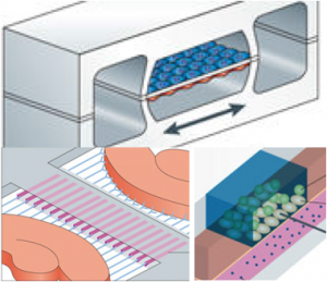 cherry-biotech-organ-on-chip-2-300x259