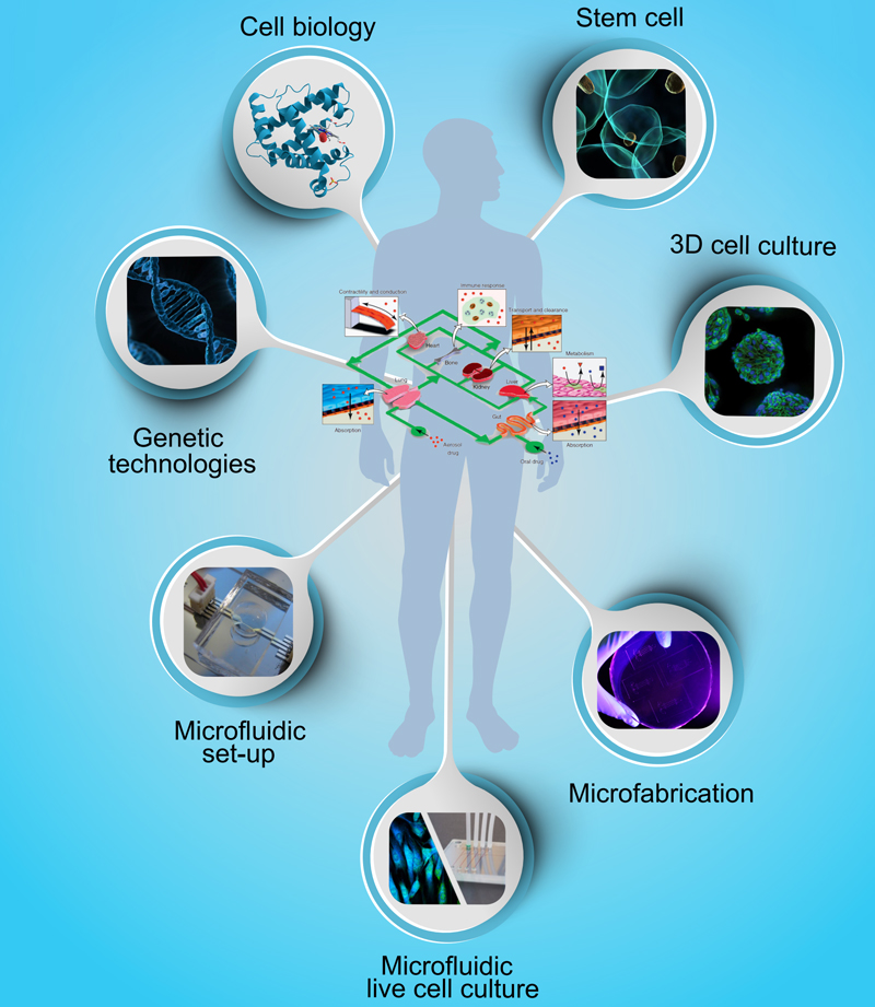 organes sur puce recherche microfluidique