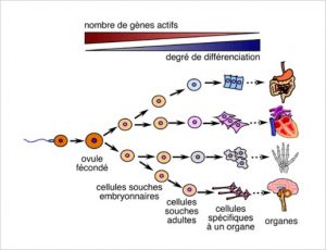 Vieillissement_longévité_8