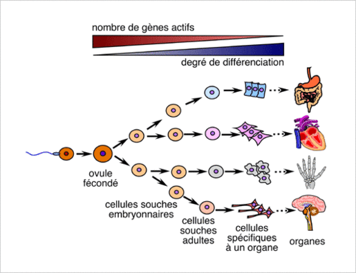 stem cell exhaustion biological causes of aging and human longevity