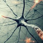 carbonic anhydrase-a neural network