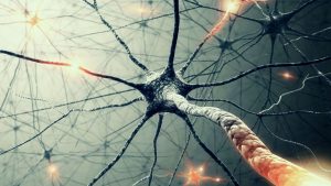 carbonic anhydrase-a neural network