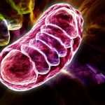 inverser-lhorloge-biologique-grace-au-mitochondries-mitochondrie