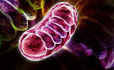 inverser-lhorloge-biologique-grace-au-mitochondries-mitochondrie