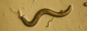 Caenorhabditis elegans, a free-living nematode