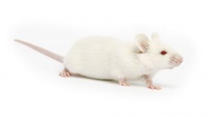 Blood plasma - longevity-Injecting the mice with the blood plasma