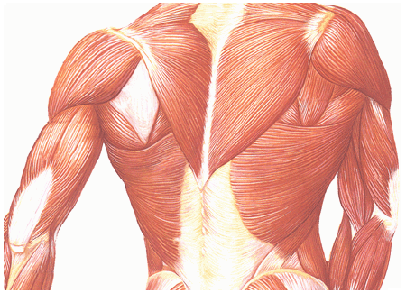 muscle regeneration