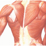 regeneration-musculaire-image-principale