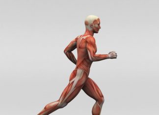 regeneration-musculaire