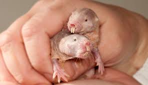 ANIMALS INSPIRED POTENTIAL CANCER RESISTANT AND AGING TREATMENT-naked rat mole