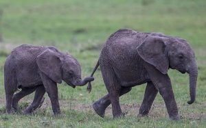 ANIMALS INSPIRED POTENTIAL CANCER RESISTANT AND AGING TREATMENTS