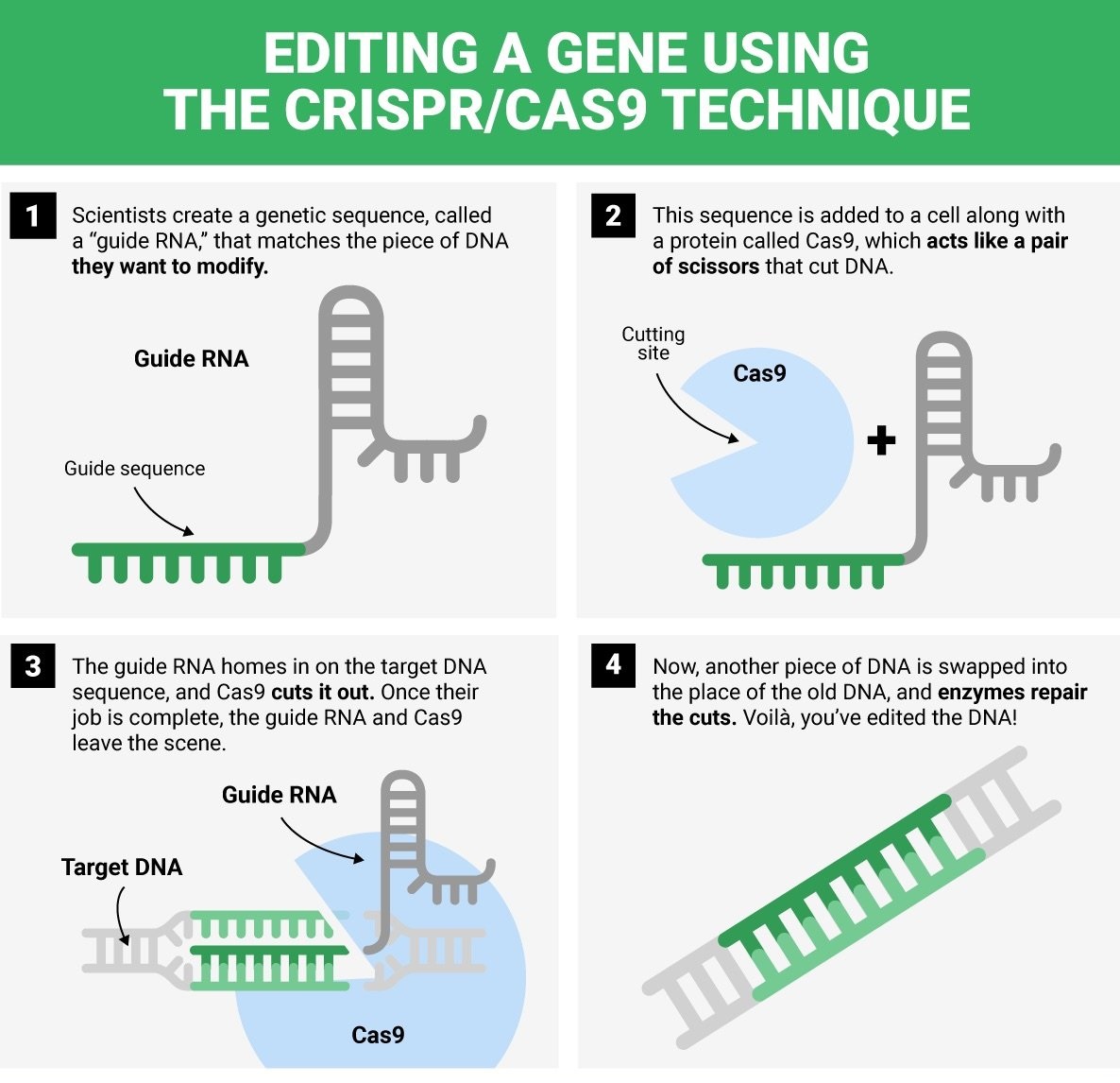 New gene-editing technique to cure incurable diseases and extend lifespan-CRISPR