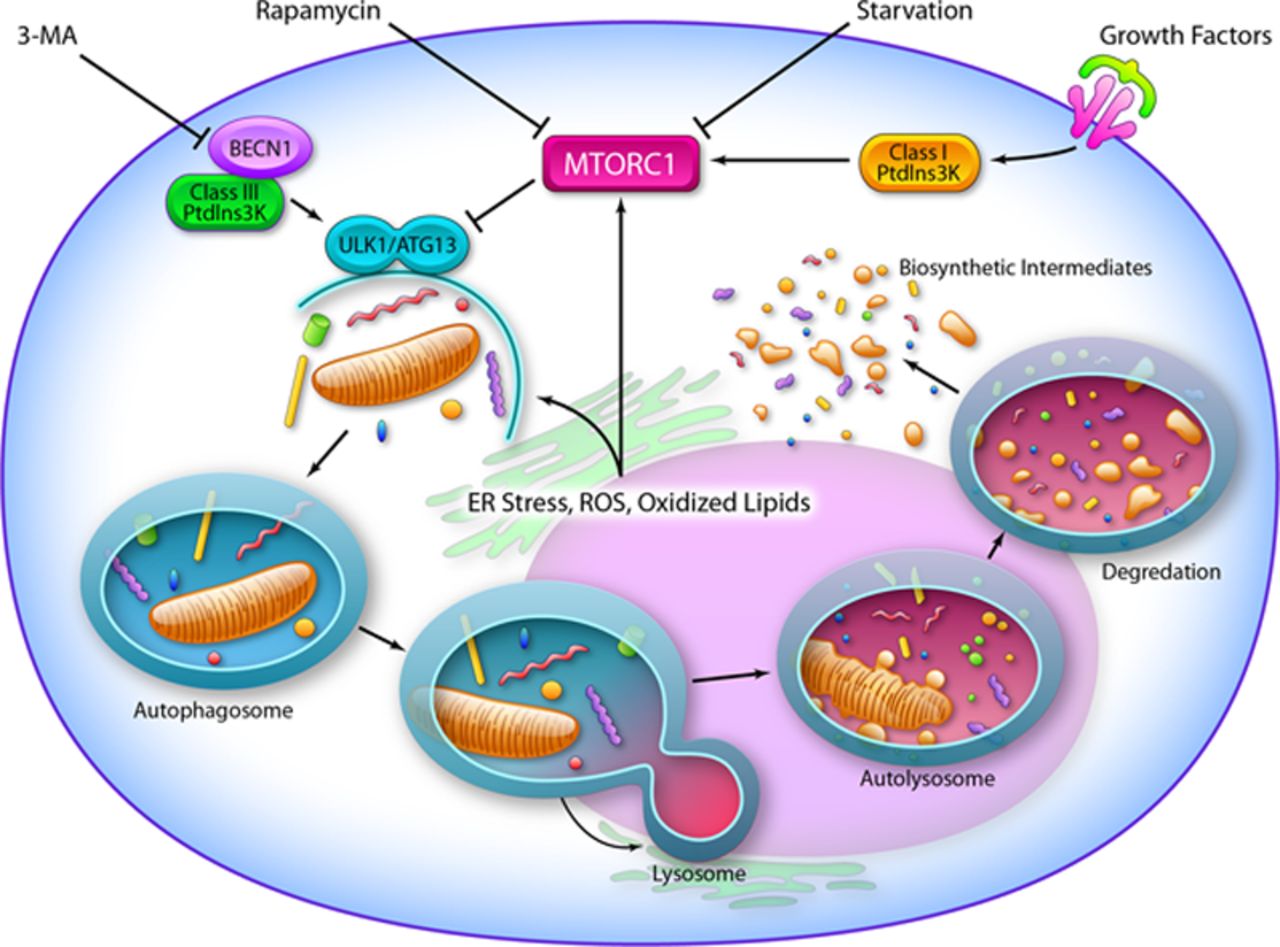 Autophagy mechanism