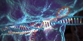 CRISPR-Cas9 vieillissement