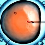 embryon vieillissement