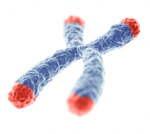 Telomere_vieillissement_3