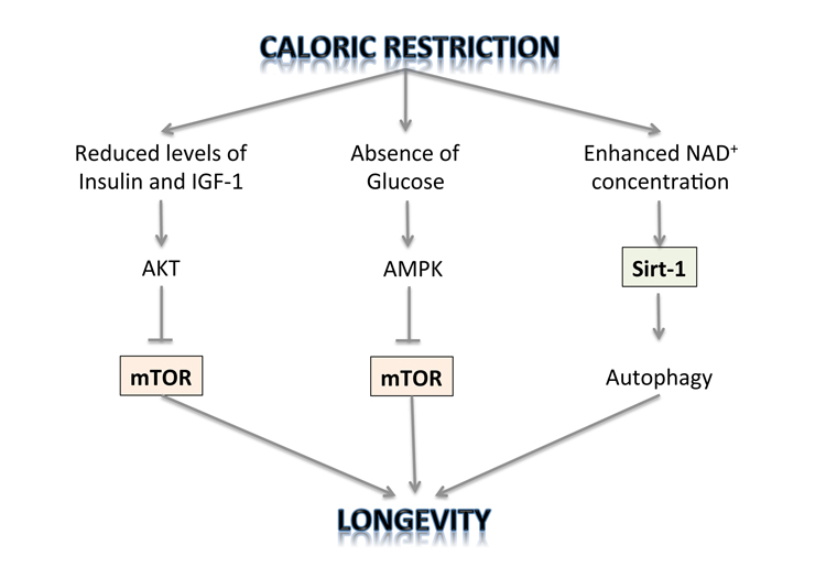 measuring aging physiological cartography long long life longevity