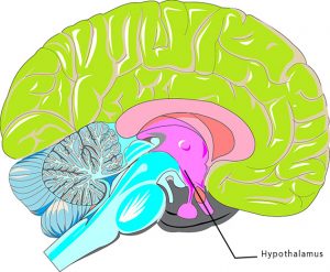 Long long life, hypothalamus lutte vieillissement