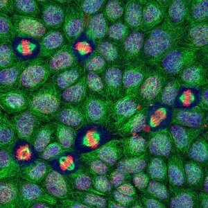 Mitotic_MDCKs-300x300.jpg