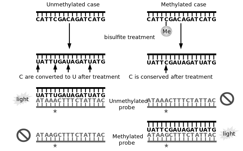 methylation-long-long-life