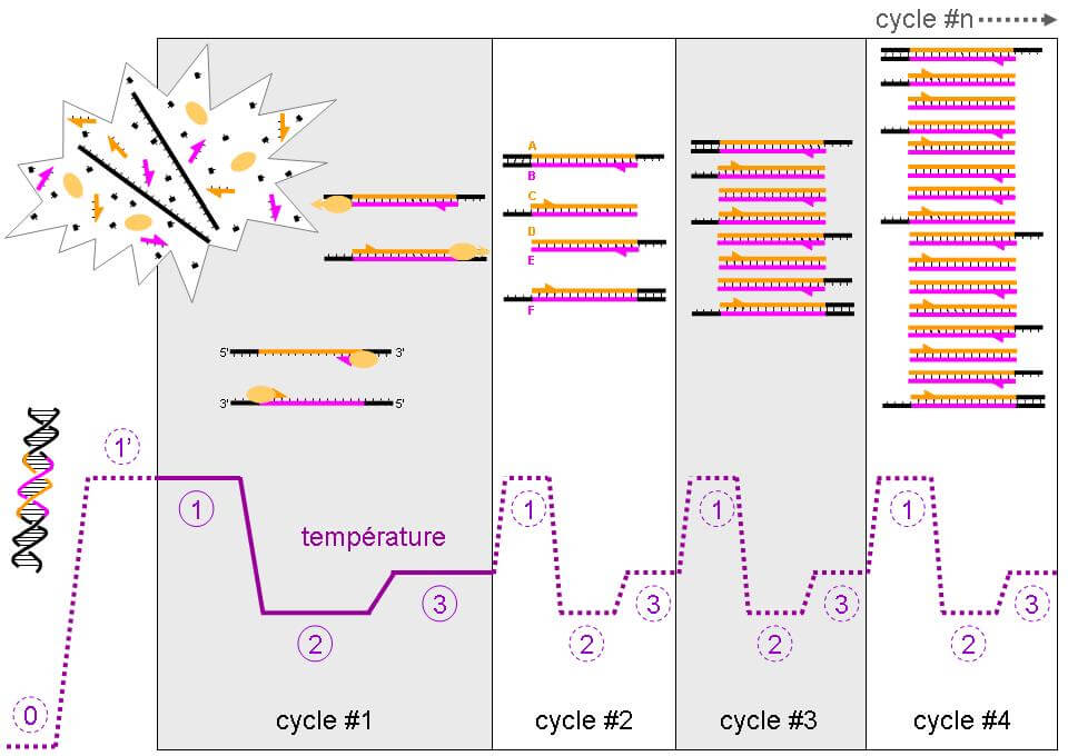 PCR-Q-Télomères