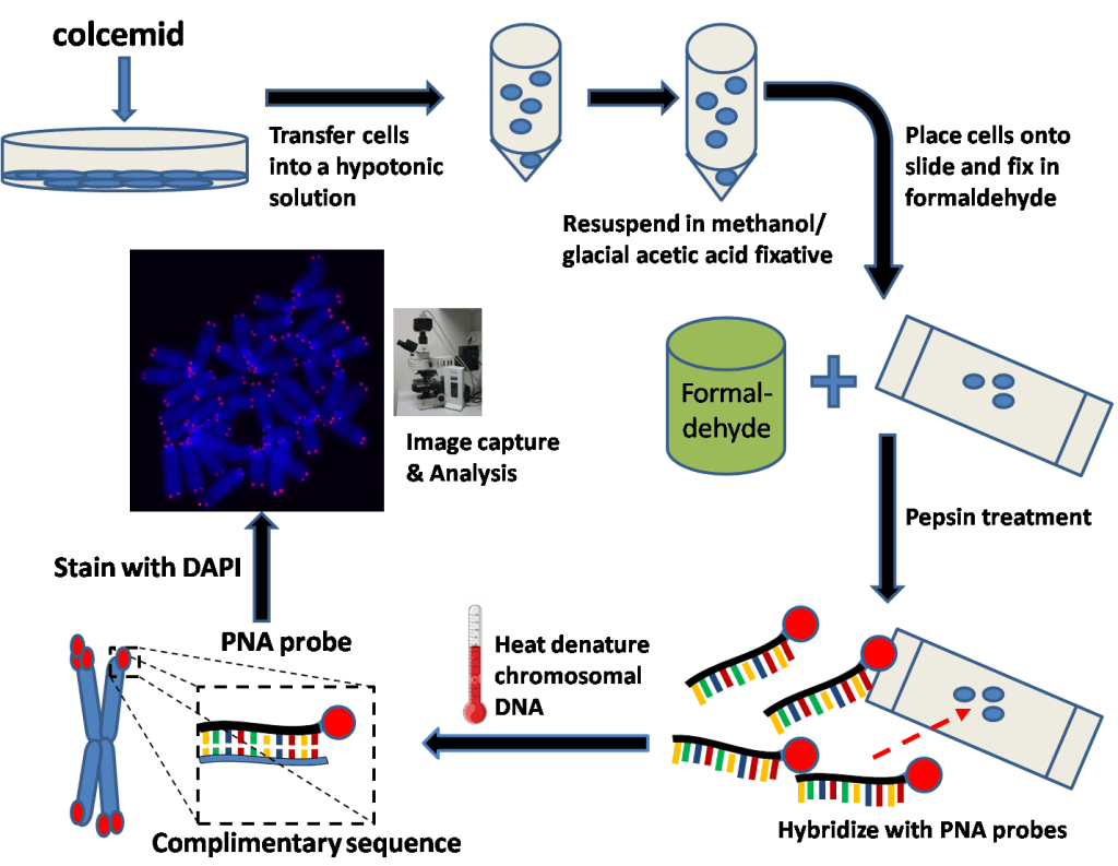 Q-FISH-telomeres