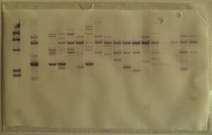 southern-blot-membrane-telomeres