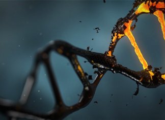 DNA-methylation-long-long-life