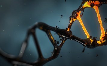 DNA-methylation-long-long-life