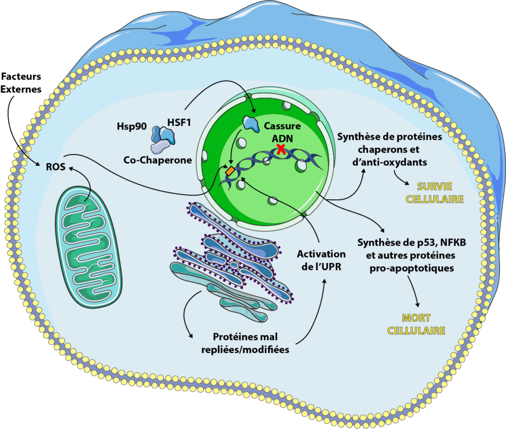 stress cellulaire