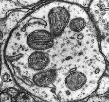 Long Long Life Spermidine lutte vieillissement neurones