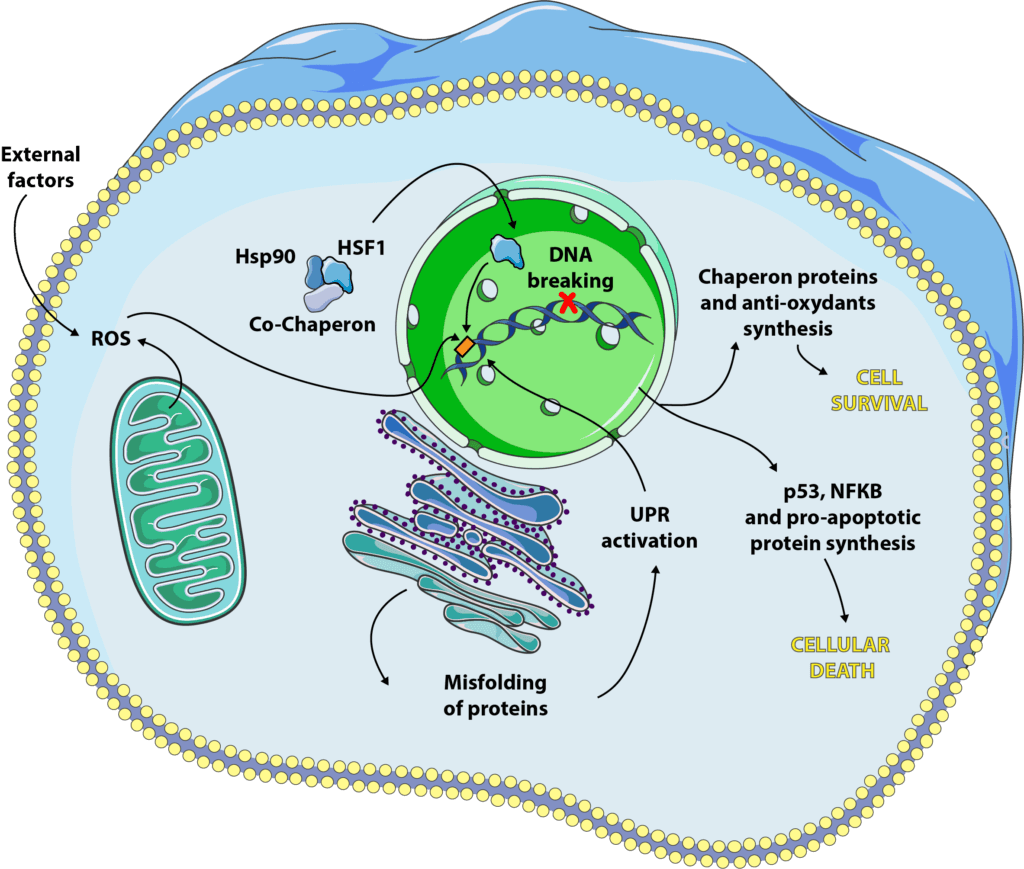 cellular stress