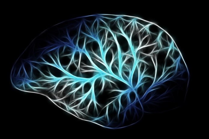 Long Long Life Vieillissement Cerveau Lysosomes