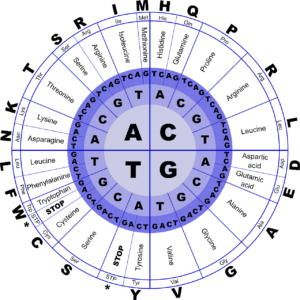 Long Long Life polymorphisme p53