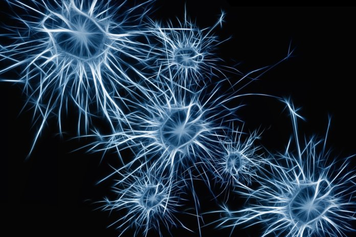 Long Long Life Spermidine lutte vieillissement neurones