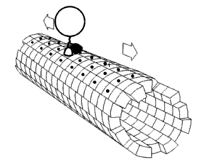 Long-Long-Life-motor proteins-autophagy-anti aging therapy-300x226