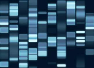 LongLongLife ADN variabilité gène longévité