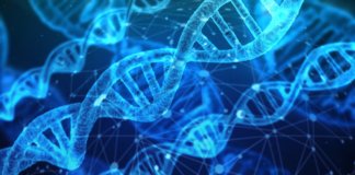 Epigenome-editing-technologie-pour-la-longévité-ADN