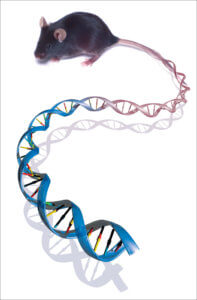 Long Long Life mitochondria new mouse model aging DNA