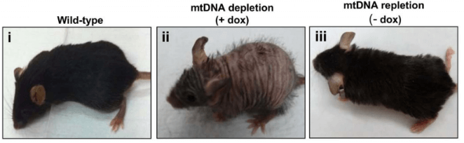 Long Long Life mitochondria new mouse model aging